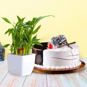 Valentine's Combo With Cake and Plant
